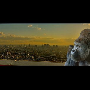 A Gorilla in Tokyo,Panorama