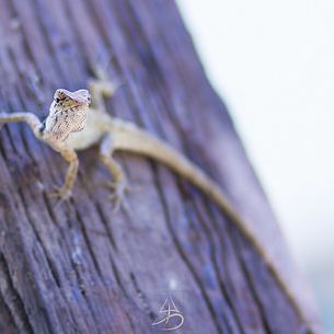 Agamid