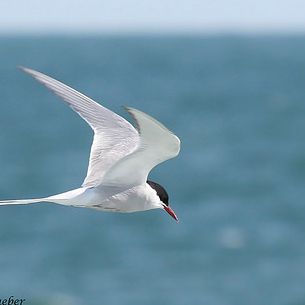 Arctic Tern in Florida (Sterna paradisaea)