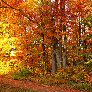 Autumn Afternoon in Park and Forest