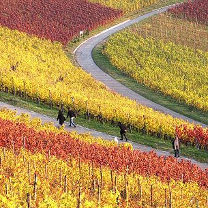 Autumn Vineyard