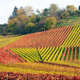 Autumn Vineyard