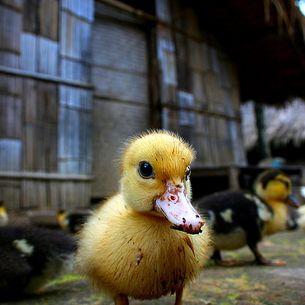 Baby Chick