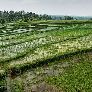 bali_ 159.jpg