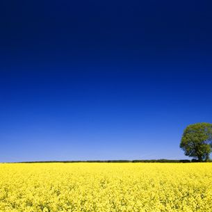 Blue meets Yellow