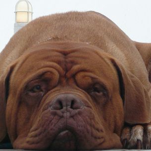 Bored Doggy Dog on a Boat