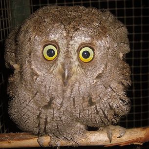 Buho, Owl, Assiolo, Hibou, Uil