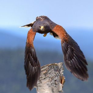Buse de Harris en vol  - Harris hawk in flight