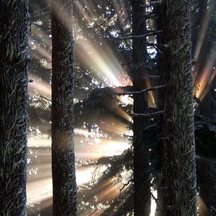 Call of the Raven (formerly Nature's Special Effects)