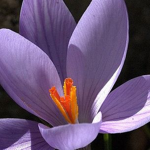Crocus au Lac de Melo (Corse)