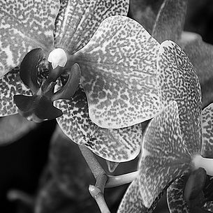 duet black & white