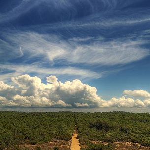 Endless path - Forêt de la Coubre - La Palmyre - France