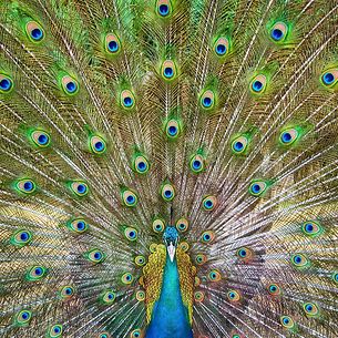 Feathers Wide Open