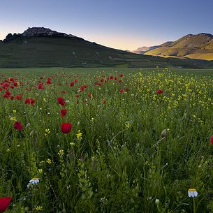 fioritura a castelluccio di norcia
