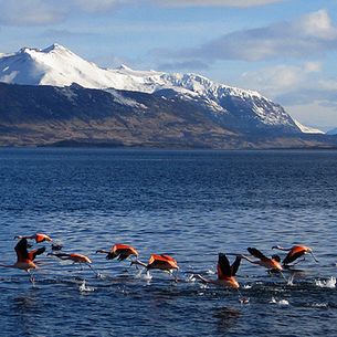 Flamencos