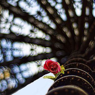 flower and a spiraling bokeh.. (explored, front page)