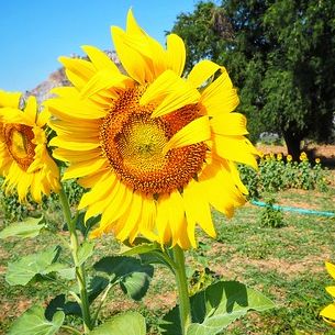 Flowers of The Sun