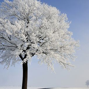 freezing fog