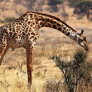 Giraffe