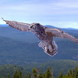 Grand-duc d'Amérique en vol - Great horned owl in flight