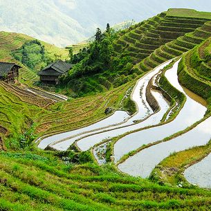 growing rice