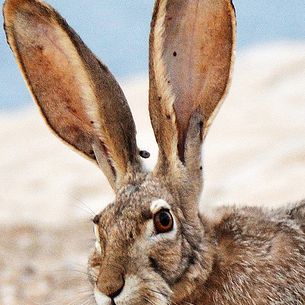 Happy Easter!