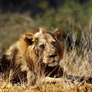 I am the King , but I'm tired can't you see? !