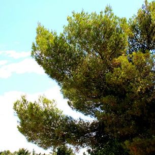 Il mio verde - My green