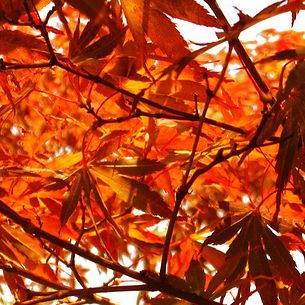 Japanese Maple