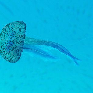 Jellyfish - Medusa (real, in the wild)
