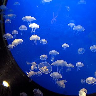 Jellyfishes - Aquarium Donostia-San Sebastian, Spain