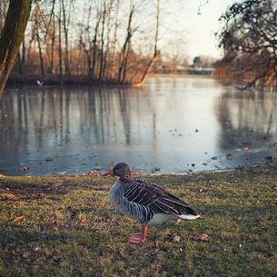 Just A Goose