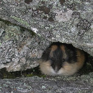 Lemming