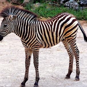 Little Zebra