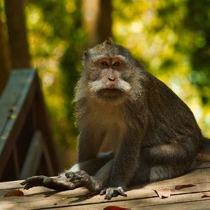Los hijos de Hanuman