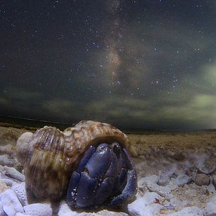Milky Way Hermit crab