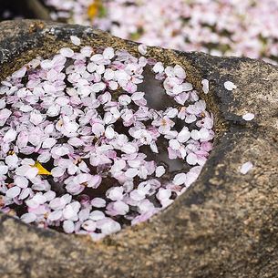 水桜 Mizusakura