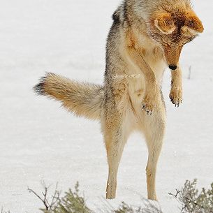 Mousing coyote - 1144bsg
