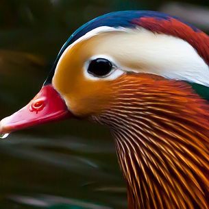 Mr Mandarin