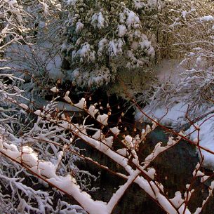My Wild River Christmas Tree!!! / L’arbre de Noël de ma rivière sauvage!!! :)))