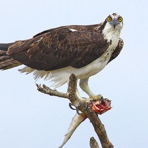 Osprey (Pandion haliaetus) with sushi and attitude