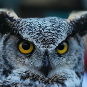 Owl Portrait
