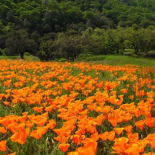 Pine Canyon Poppies