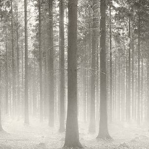 Polish Forest