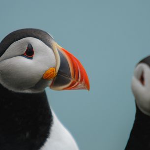Puffins, Ingolfshöfði, Iceland