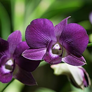 purple emotions