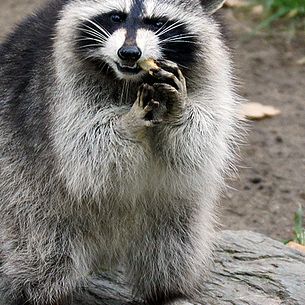 Raccoon