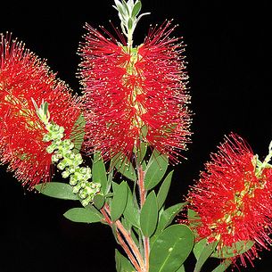Red Bottlebrush Flower