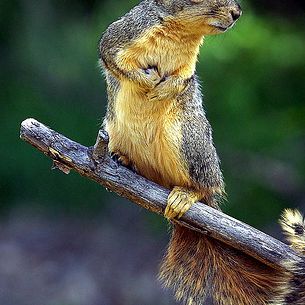 _Red Squirel 4696.JPG.xcf