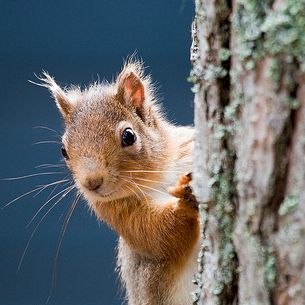 Red squirel - eekhoorn